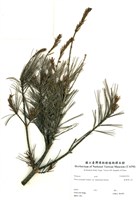 藏品(臺灣華山松)的圖片